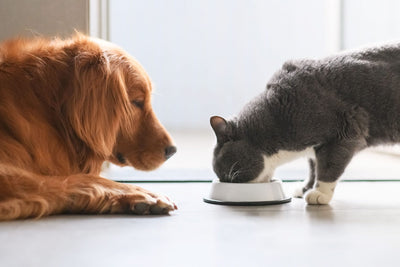Jouw kat of hond heeft proteïne (eiwit) nodig