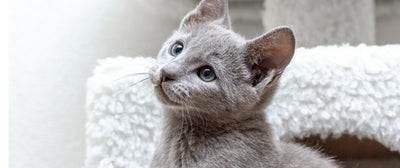 Hebben kittens speciale voeding nodig?